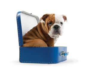 dog-suitcase